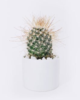 Ball Cactus